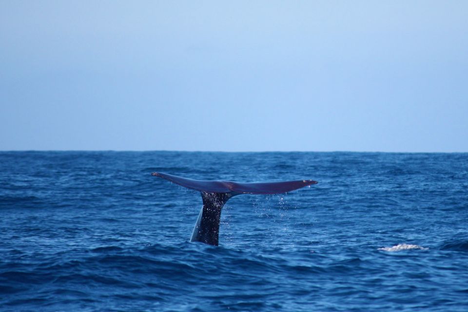 Observação de Cetáceos e Golfinhos