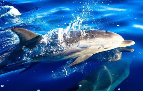 Dolphins Experience (Blue Safari)