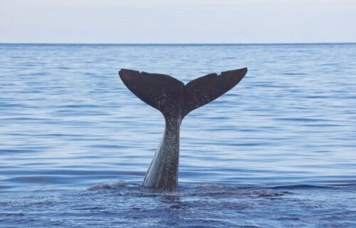 Observação de baleia e golfinho