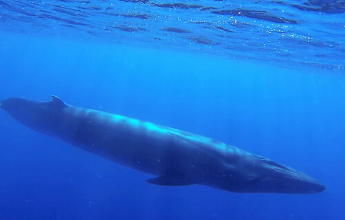 Tour de observação de baleias e golfinhos