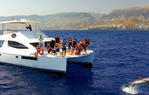 Dolphin and Whale Watching Luxury Catamaran
